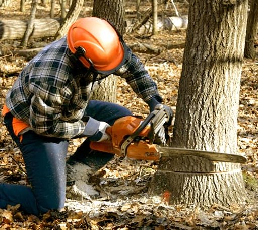 Tree Removal in Marble, PA